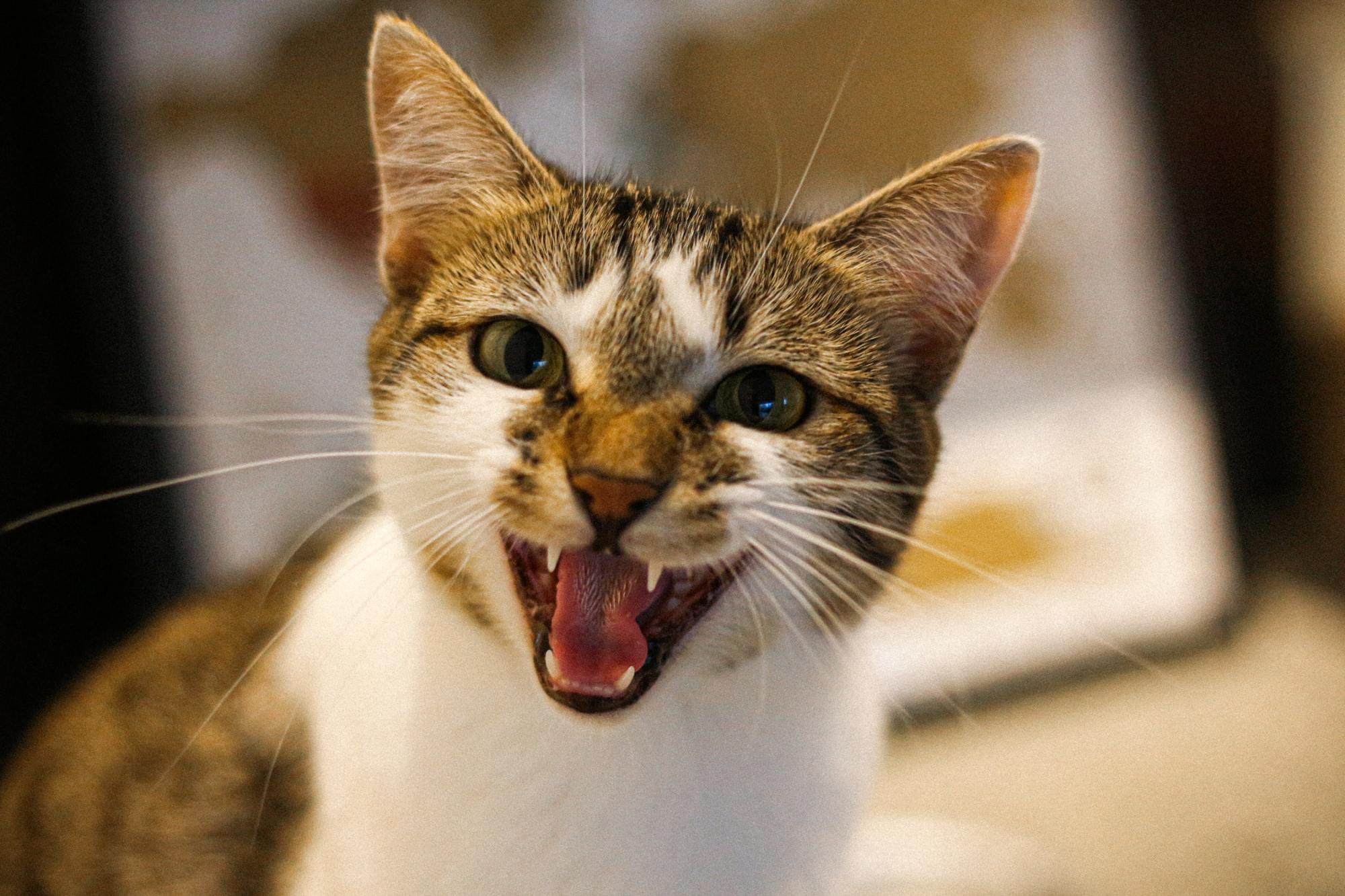 最新猫叫