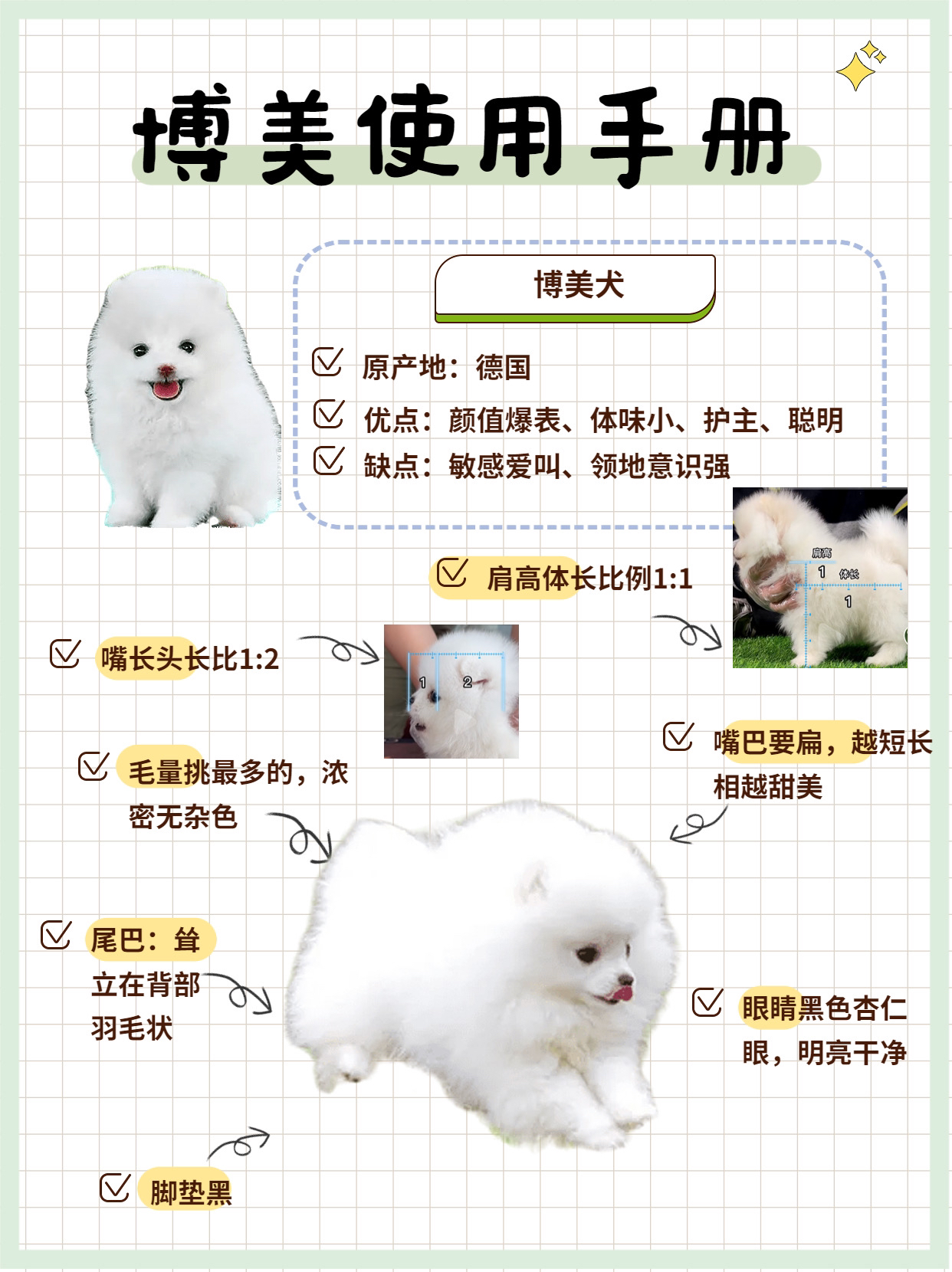 最新博美犬