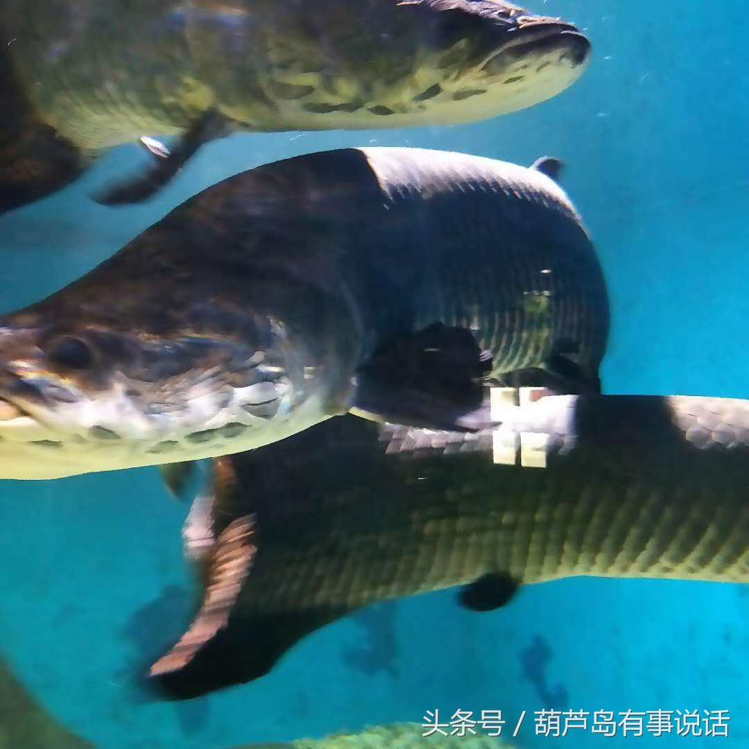 新澳历史资料记录查询大全|全面释义解释落实